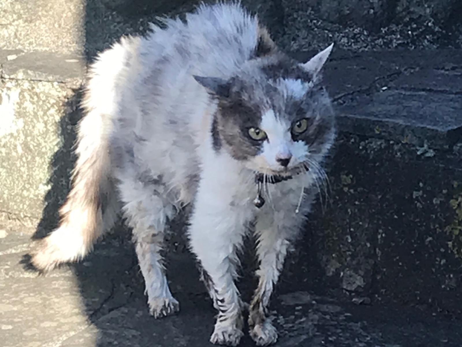目撃された猫 目撃された猫