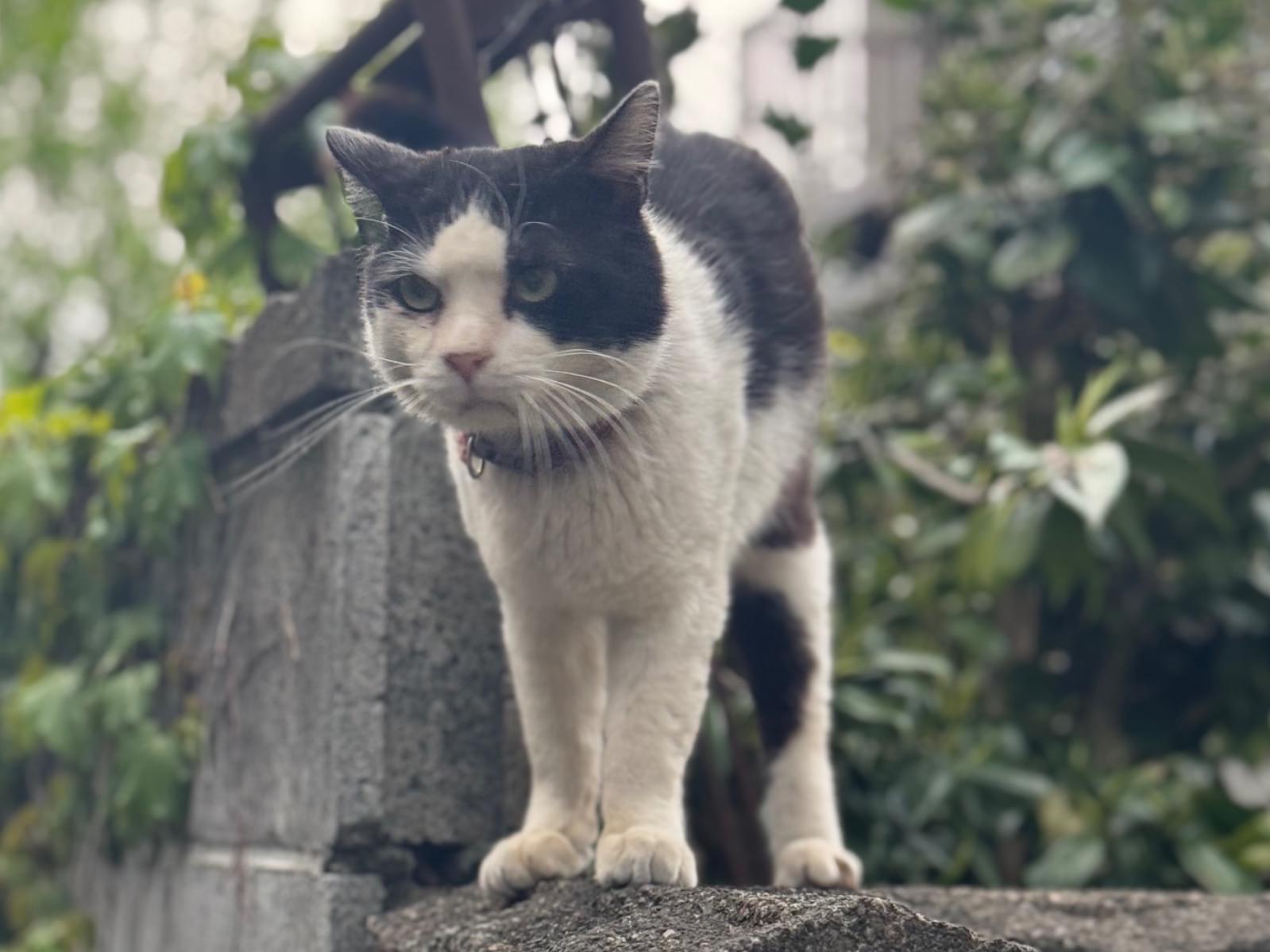 目撃された猫 目撃された猫