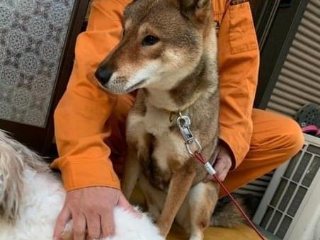 サクラちゃん サクラちゃん