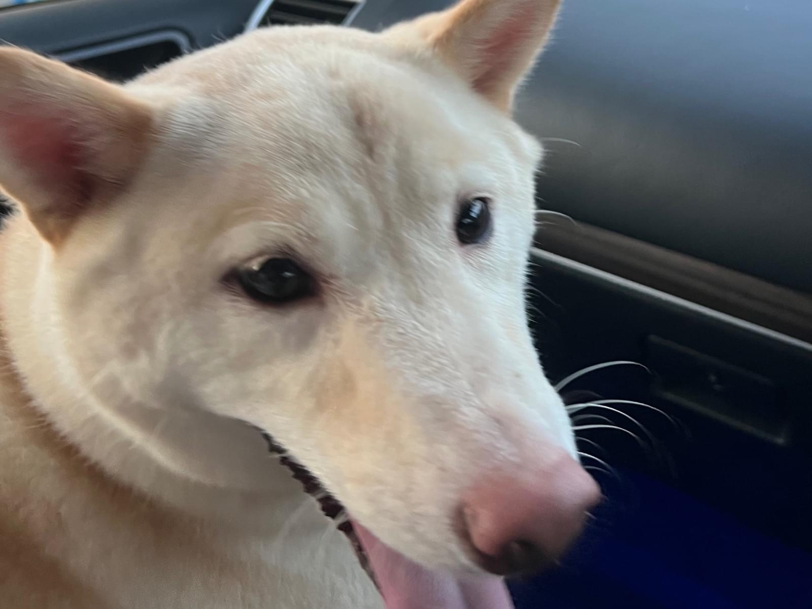 保護された犬 保護された犬