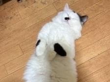ちびちゃん ちびちゃん