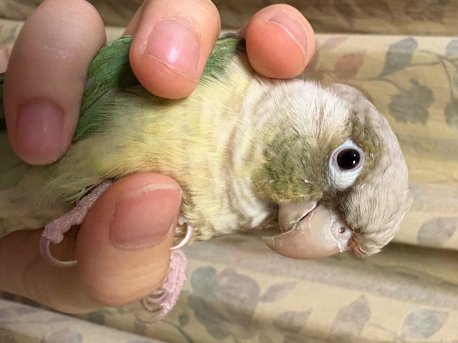 ミンちゃん ミンちゃん