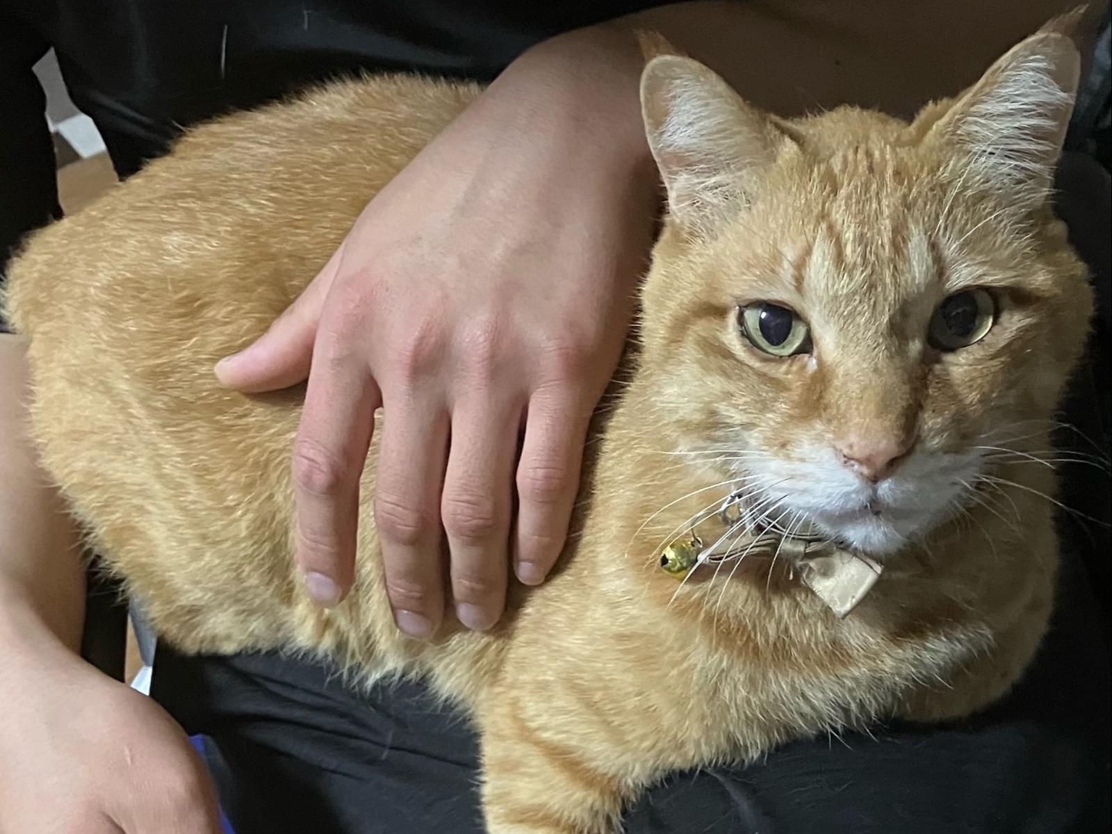 ロッキーちゃん ロッキーちゃん