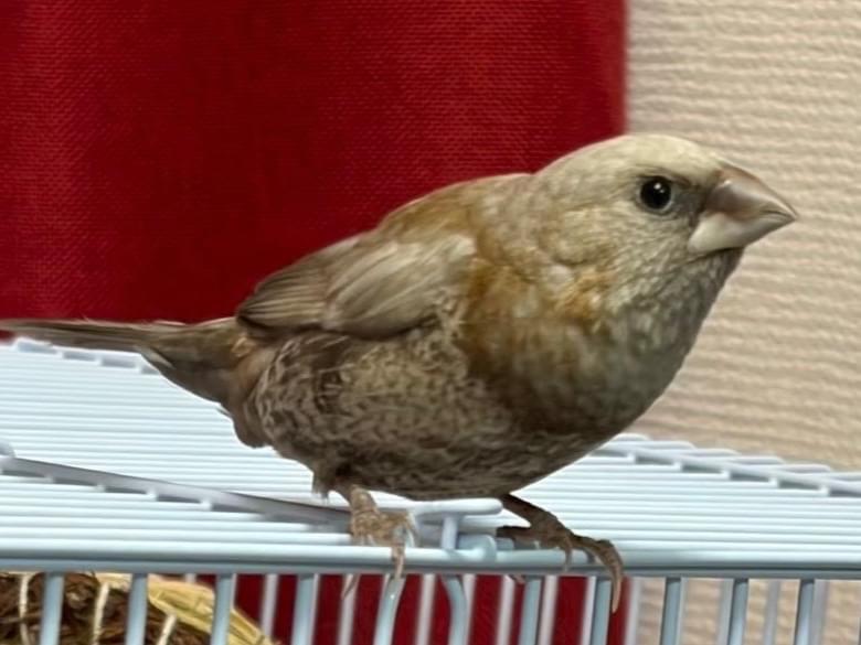 うすちゃん