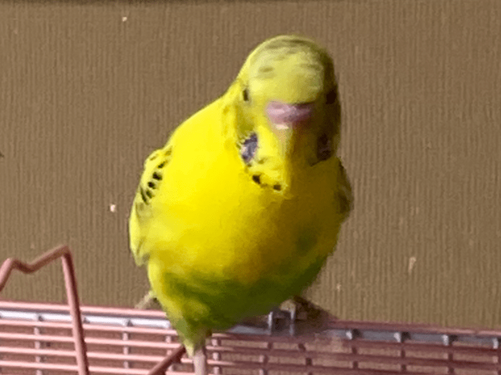 マミちゃん マミちゃん