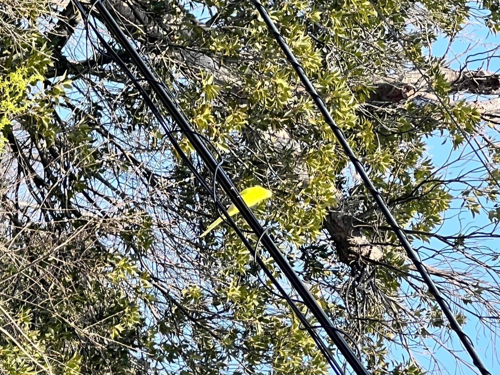 目撃された鳥 目撃された鳥