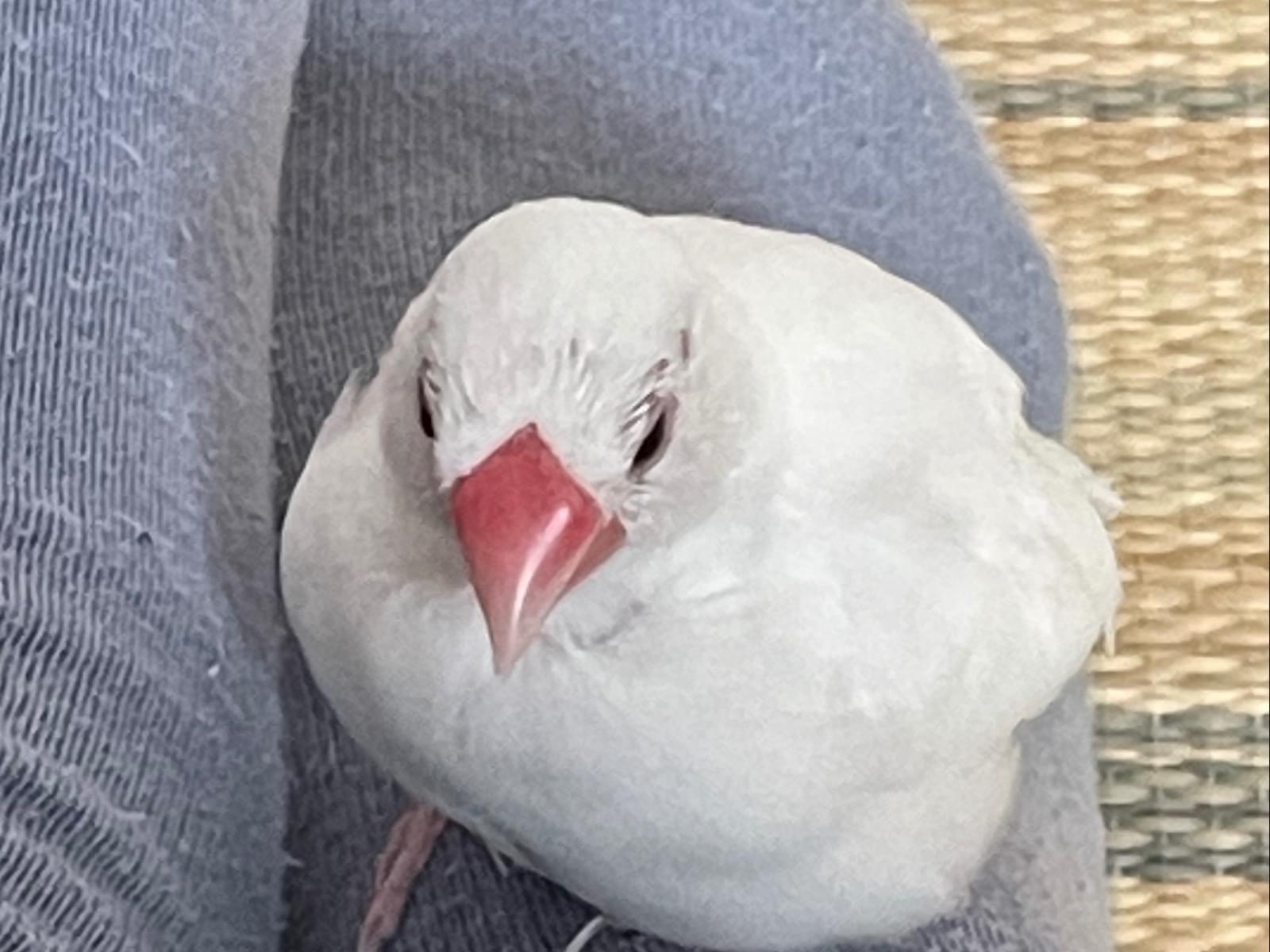 ぴっぴちゃん ぴっぴちゃん