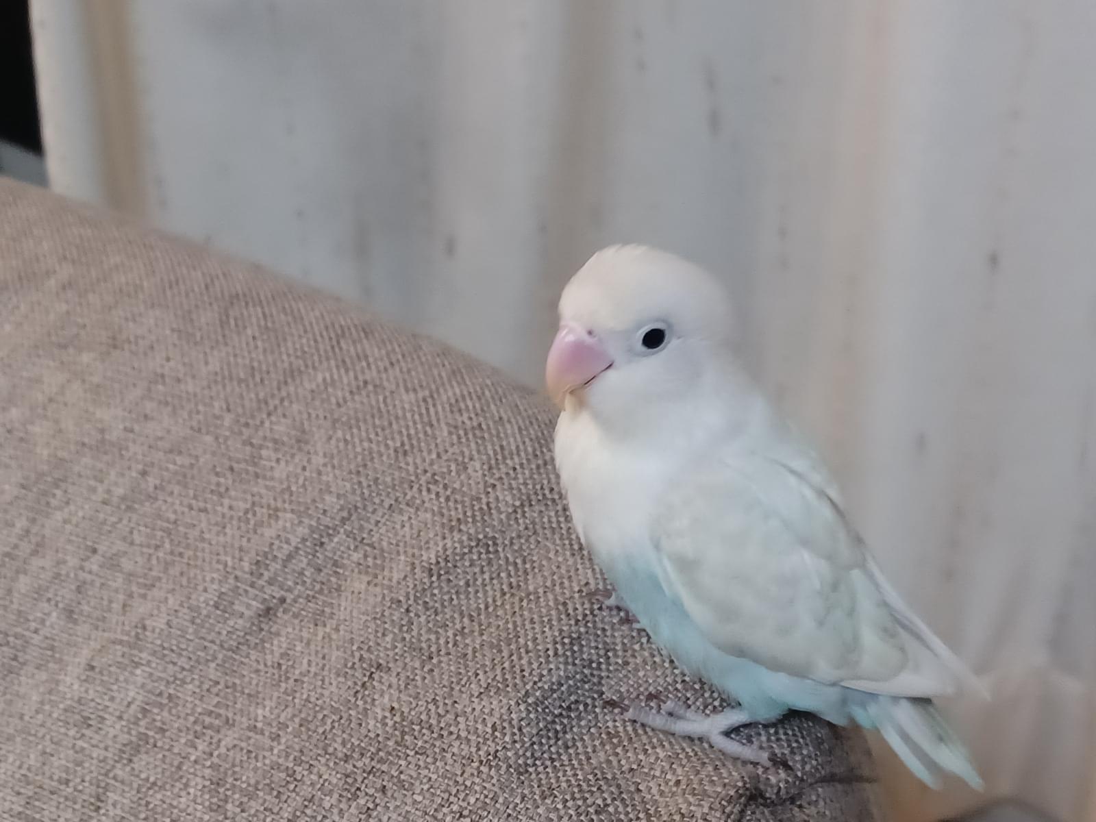 くうちゃん くうちゃん