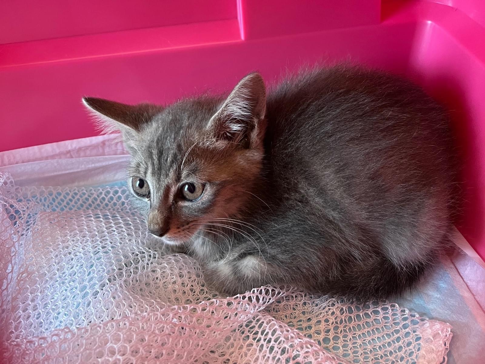 ムーンちゃん ムーンちゃん