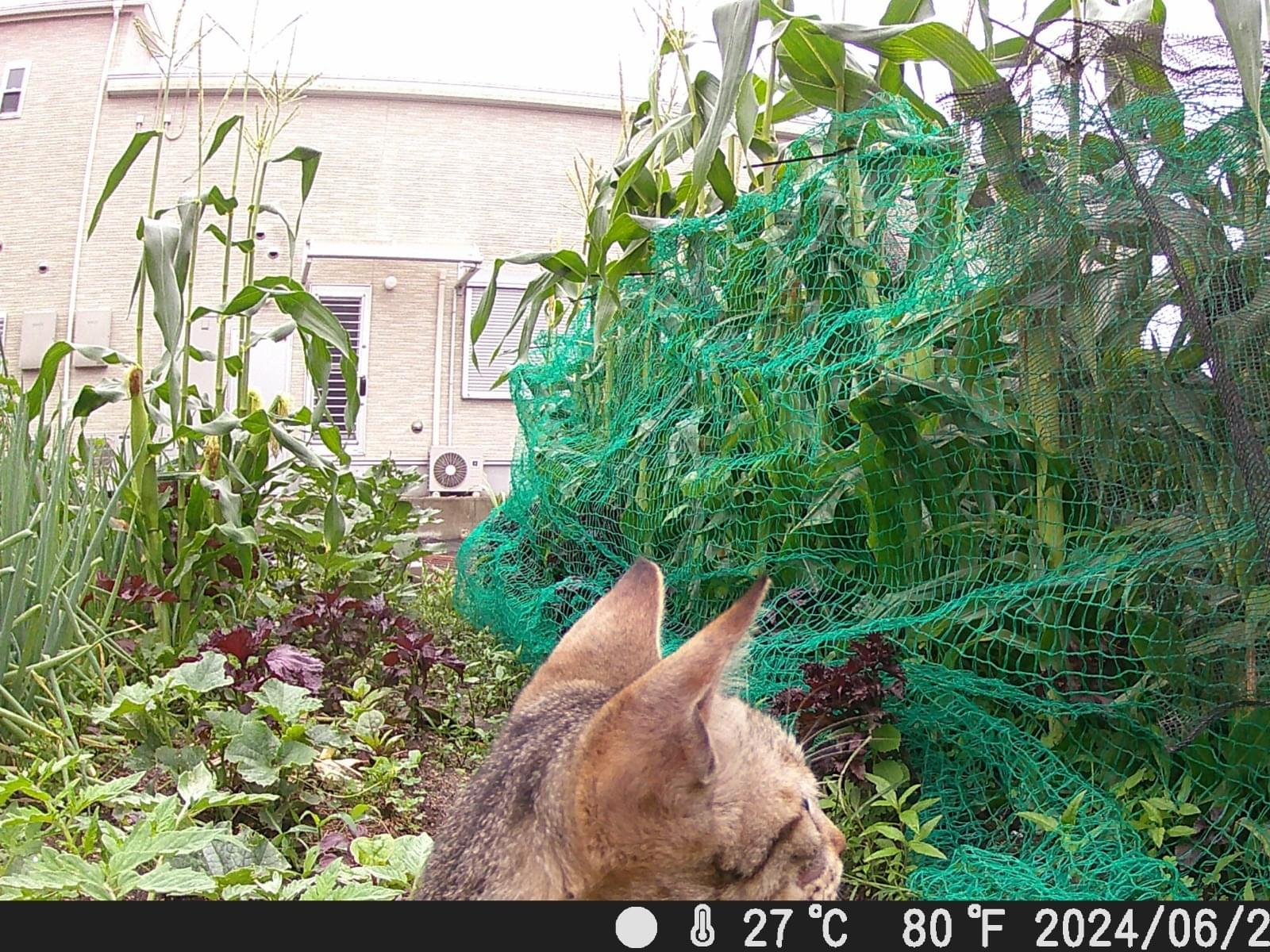 目撃された猫 目撃された猫