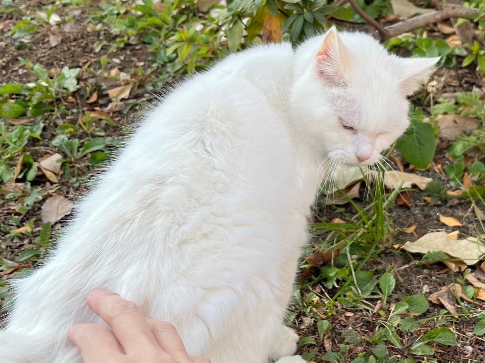目撃された猫 目撃された猫