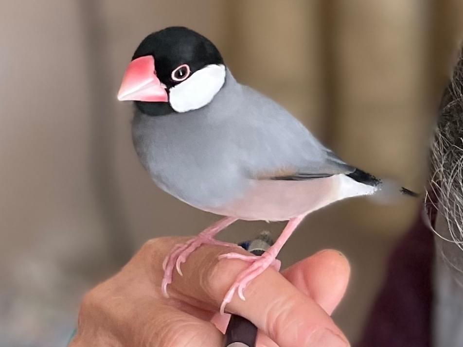 つばくろーちゃん つばくろーちゃん