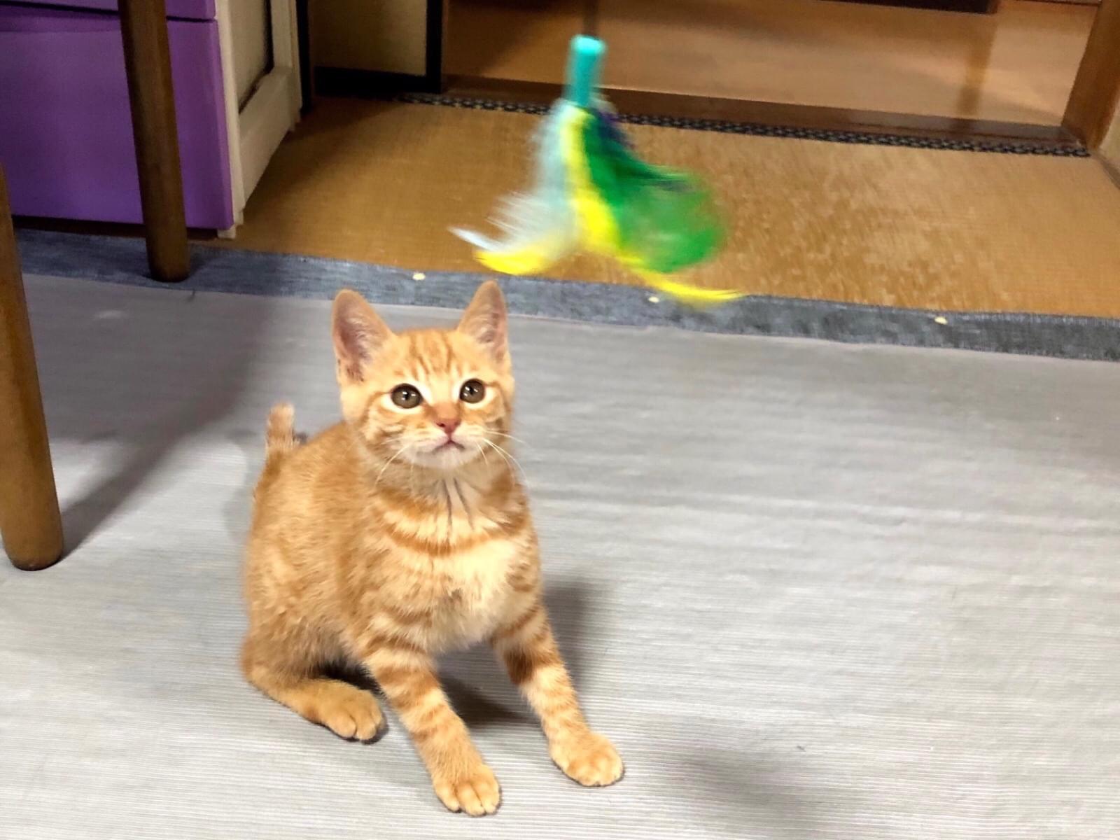 虎の助ちゃん 虎の助ちゃん