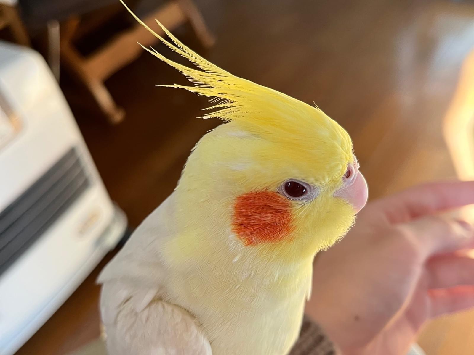 くるっくーちゃん くるっくーちゃん