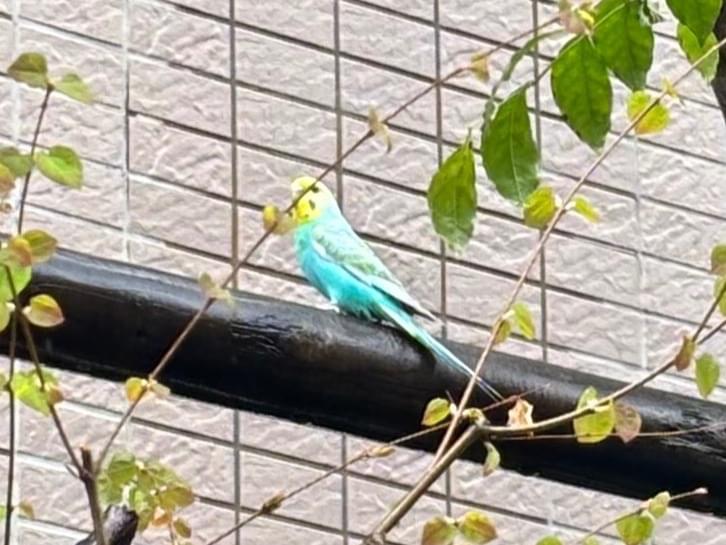 目撃された鳥
