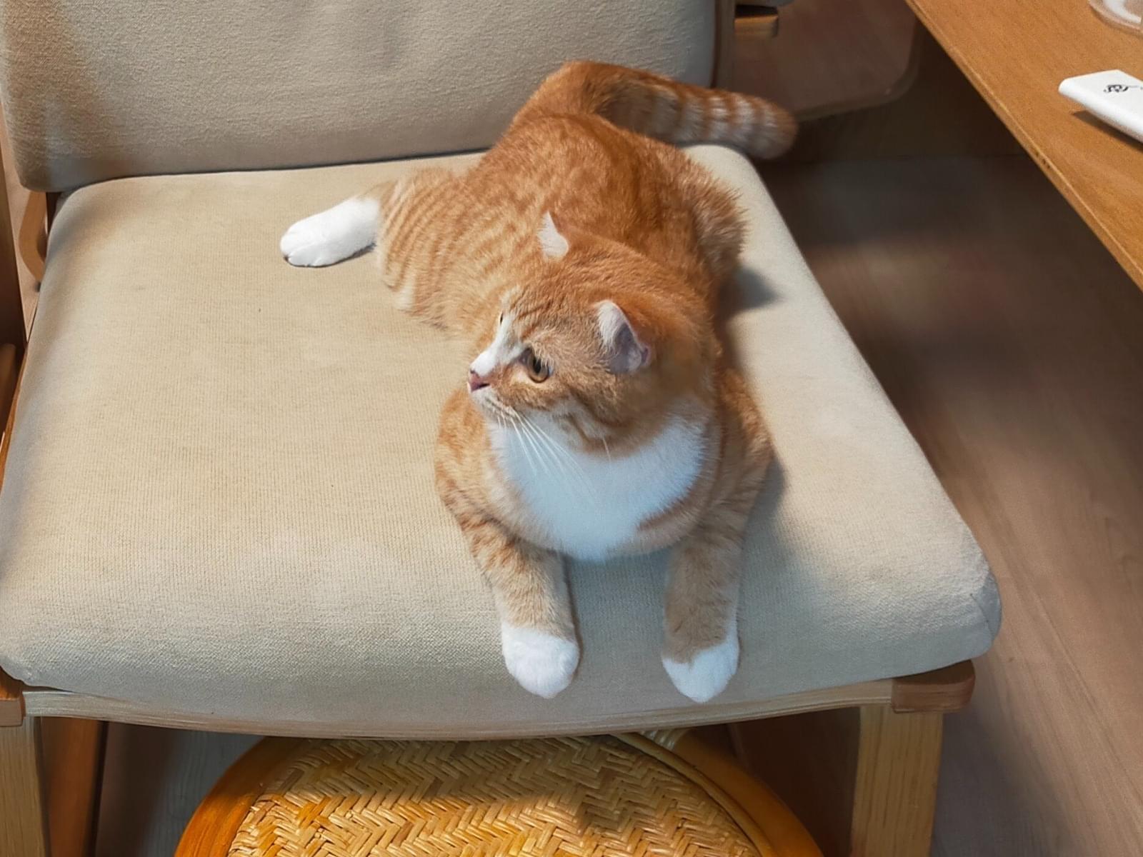 ミーちゃん