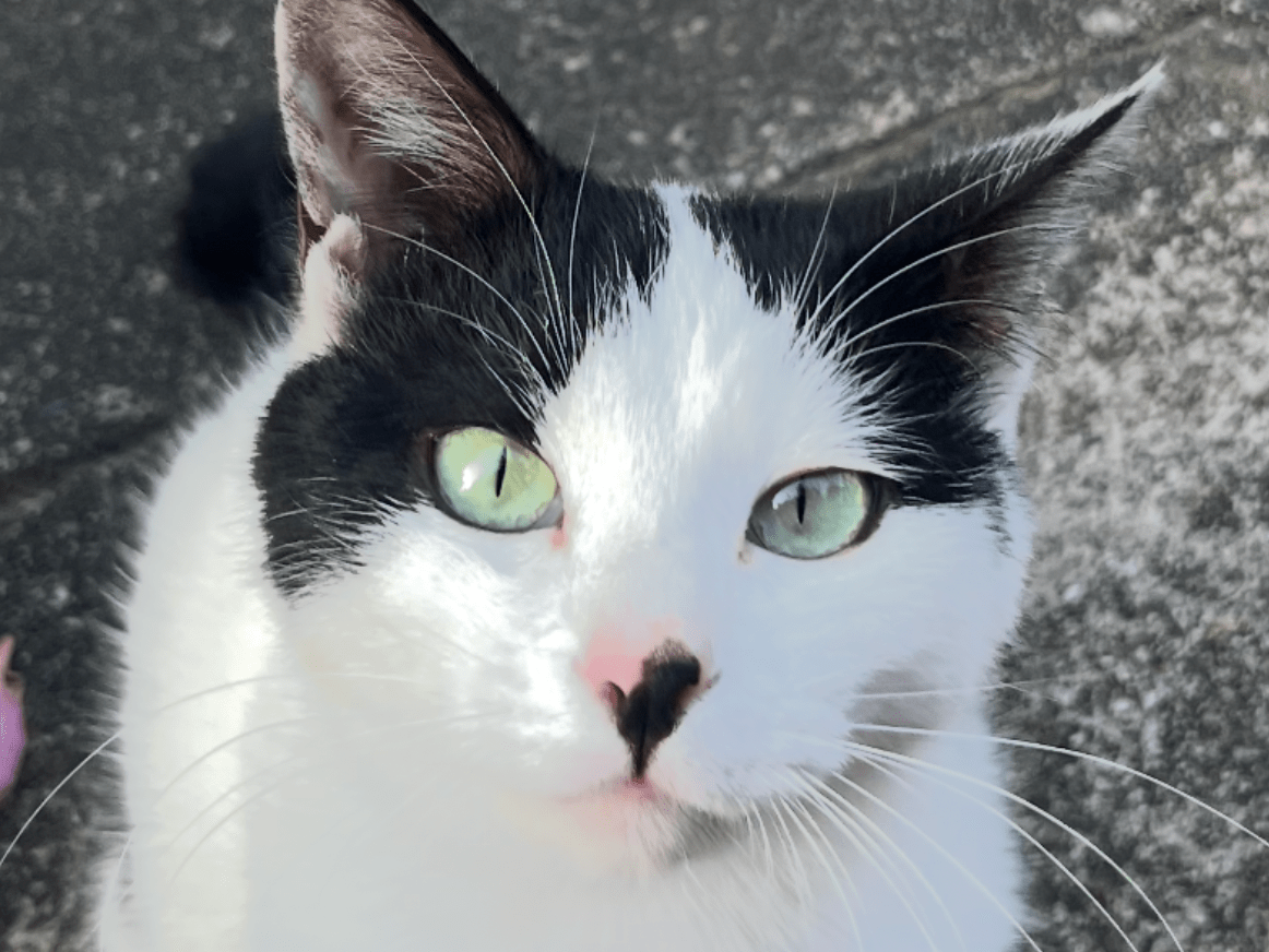 お世話している野良猫で名前はまだありませちゃん お世話している野良猫で名前はまだありませちゃん