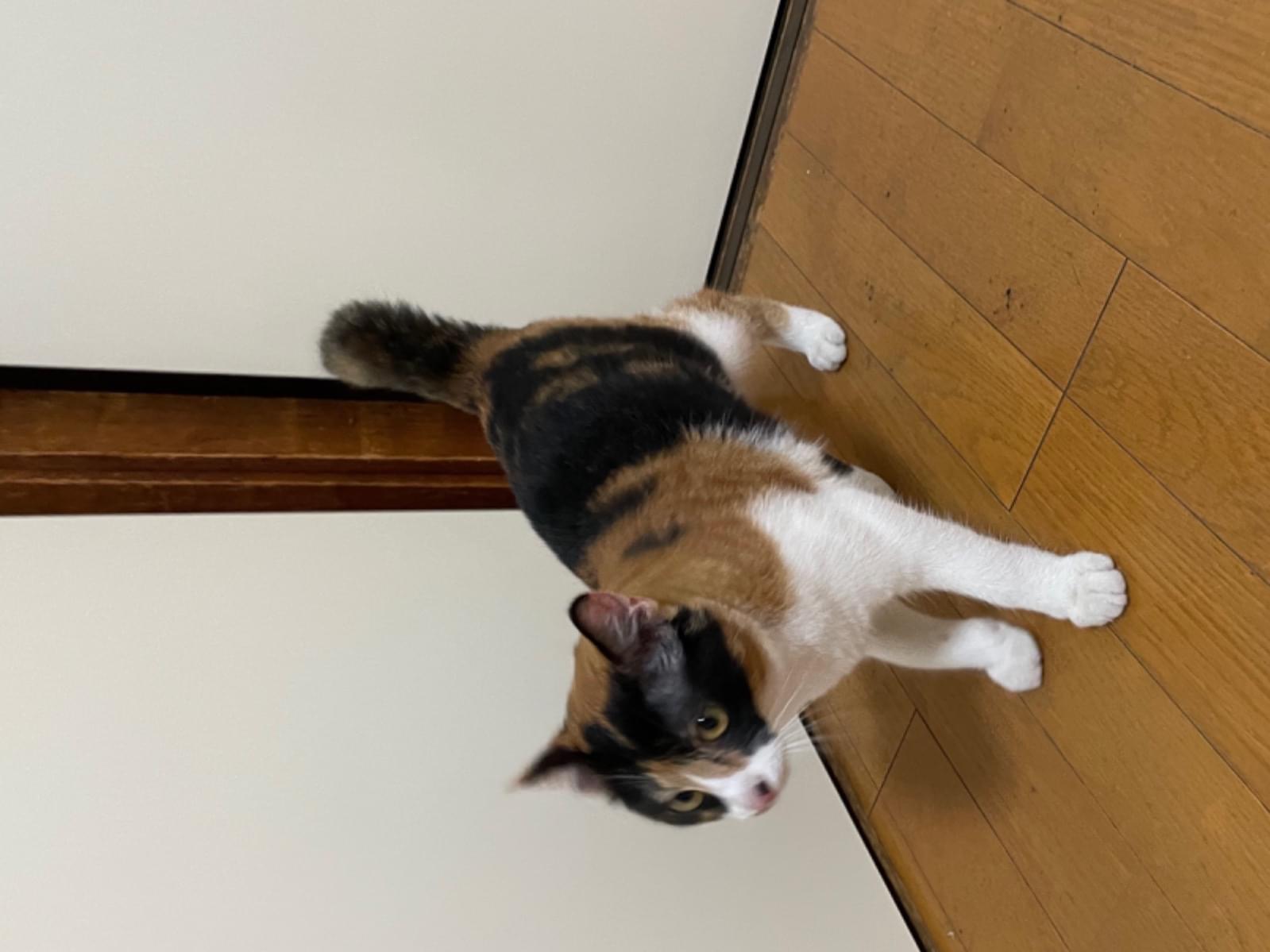 保護された猫 保護された猫