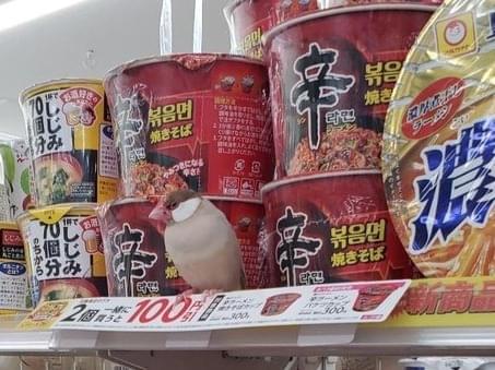 保護された鳥 保護された鳥