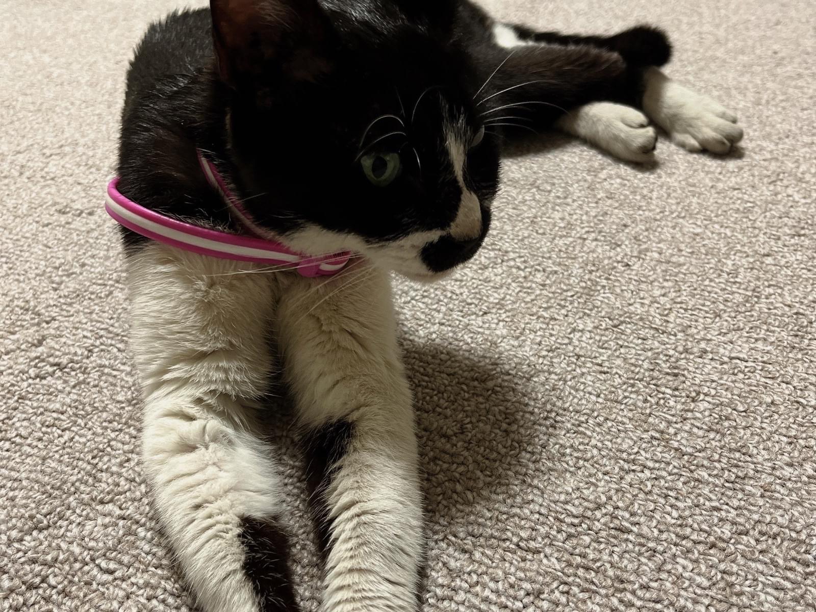 保護された猫 保護された猫
