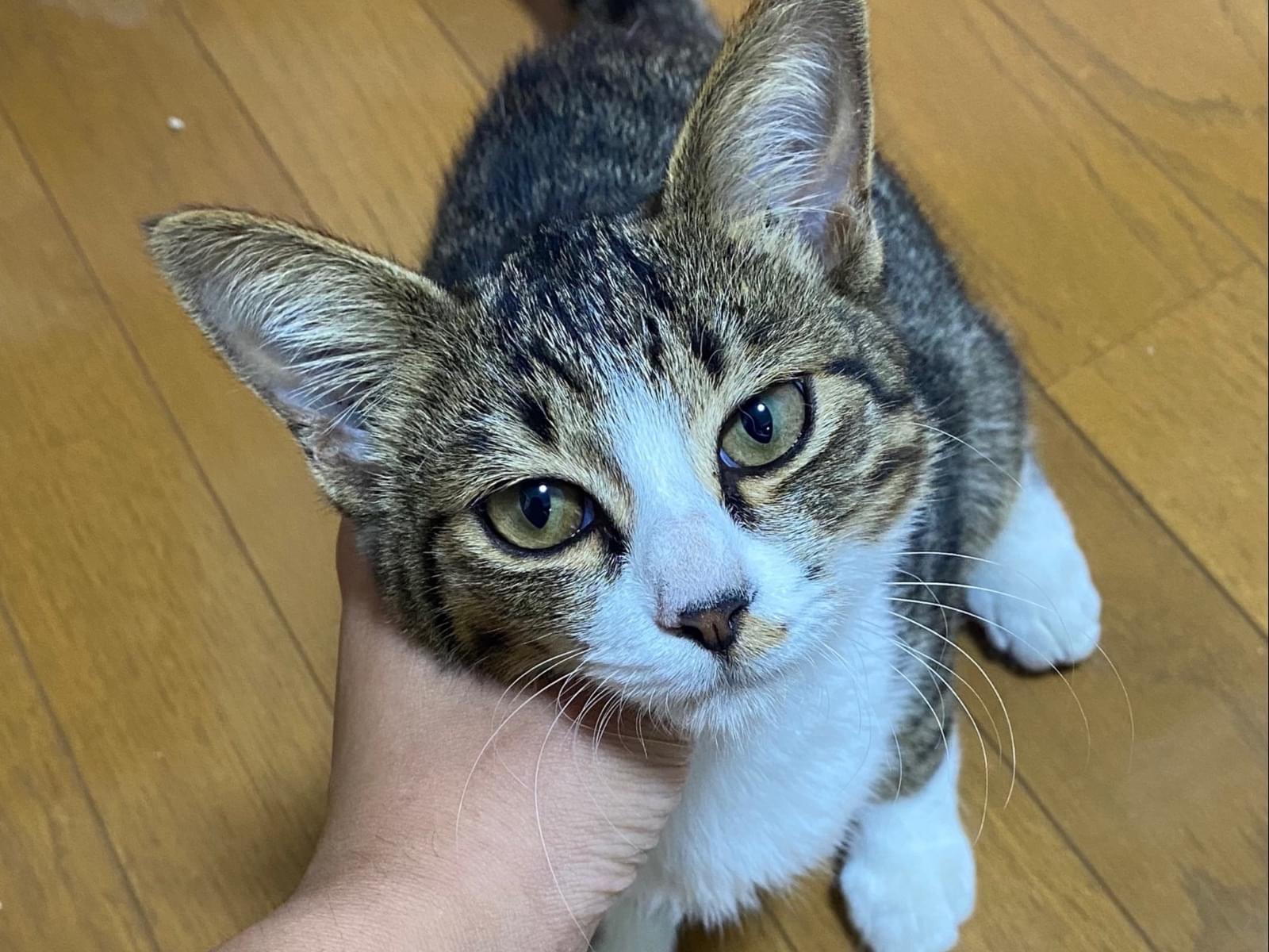保護された猫 保護された猫