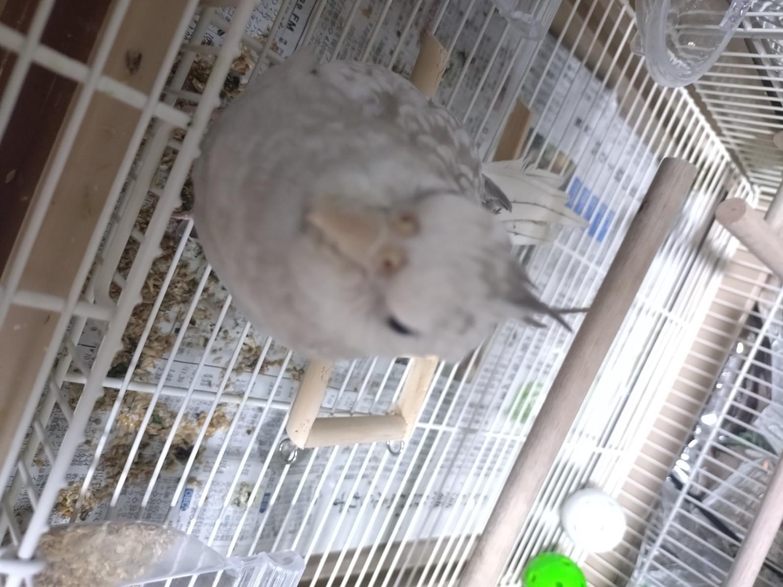 ライラちゃん ライラちゃん