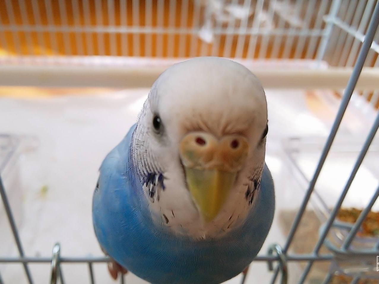 ぶんちゃん ぶんちゃん