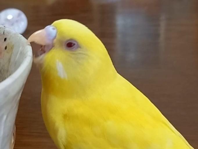 ピーちゃん ピーちゃん
