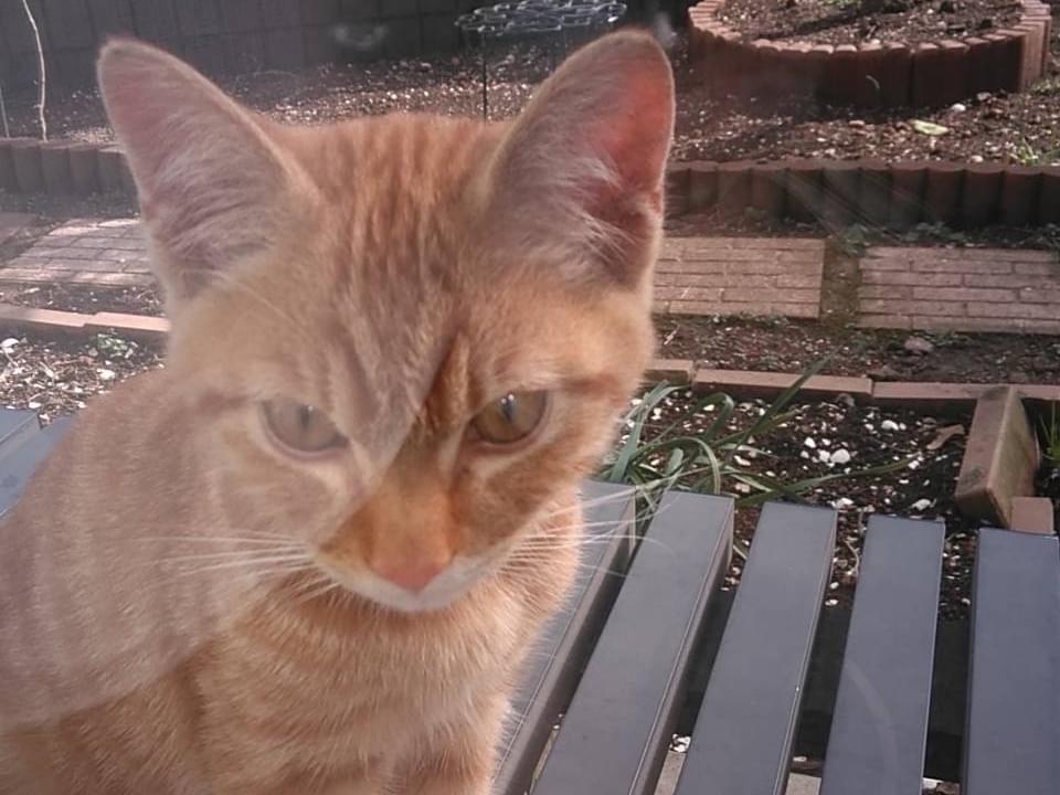 目撃された猫 目撃された猫