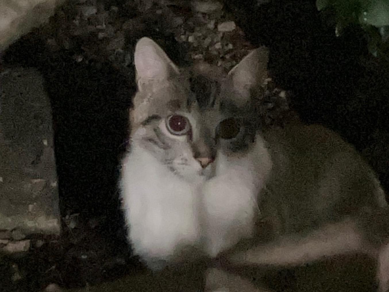 目撃された猫 目撃された猫