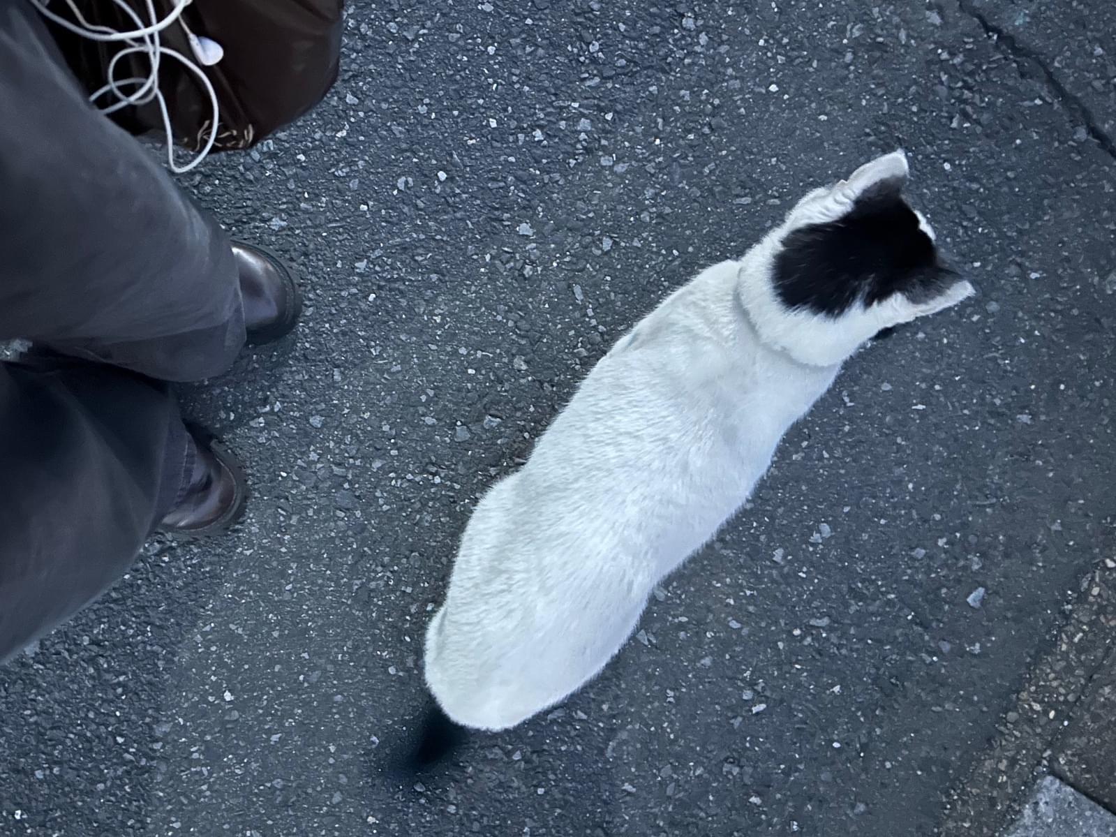 目撃された猫 目撃された猫