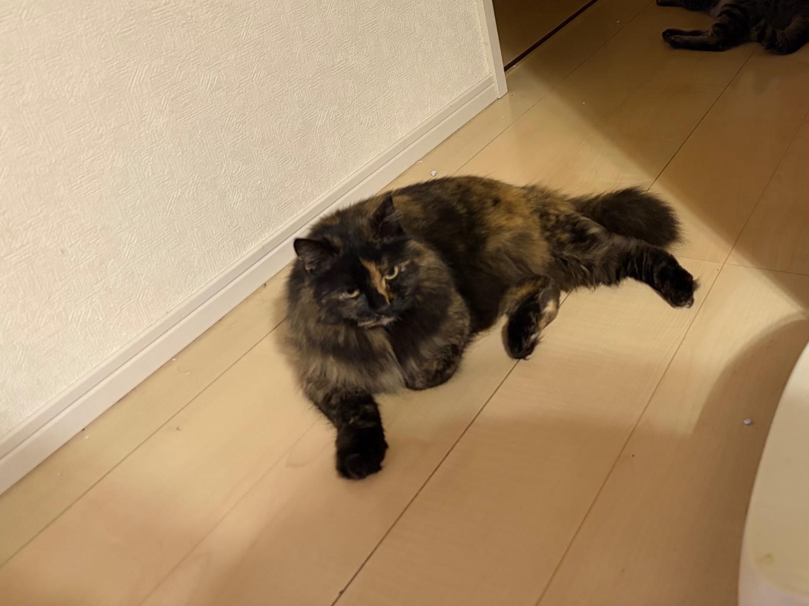 サビちゃん