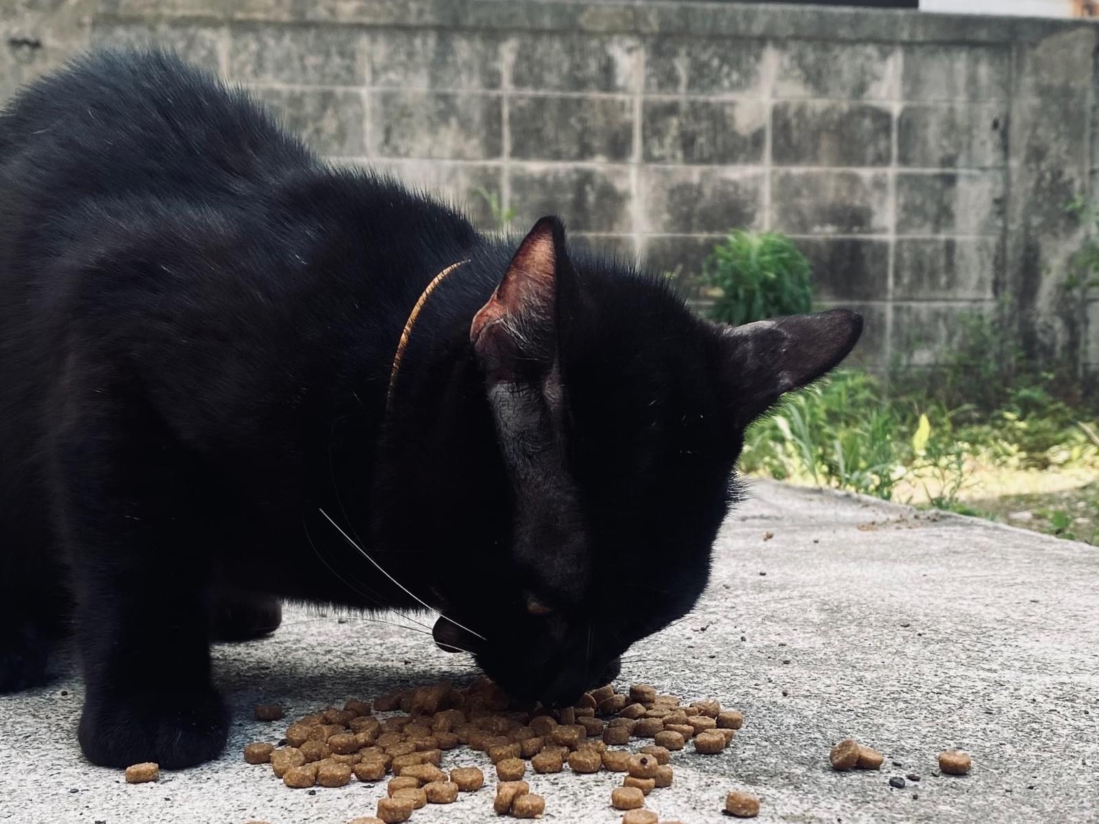 目撃された猫