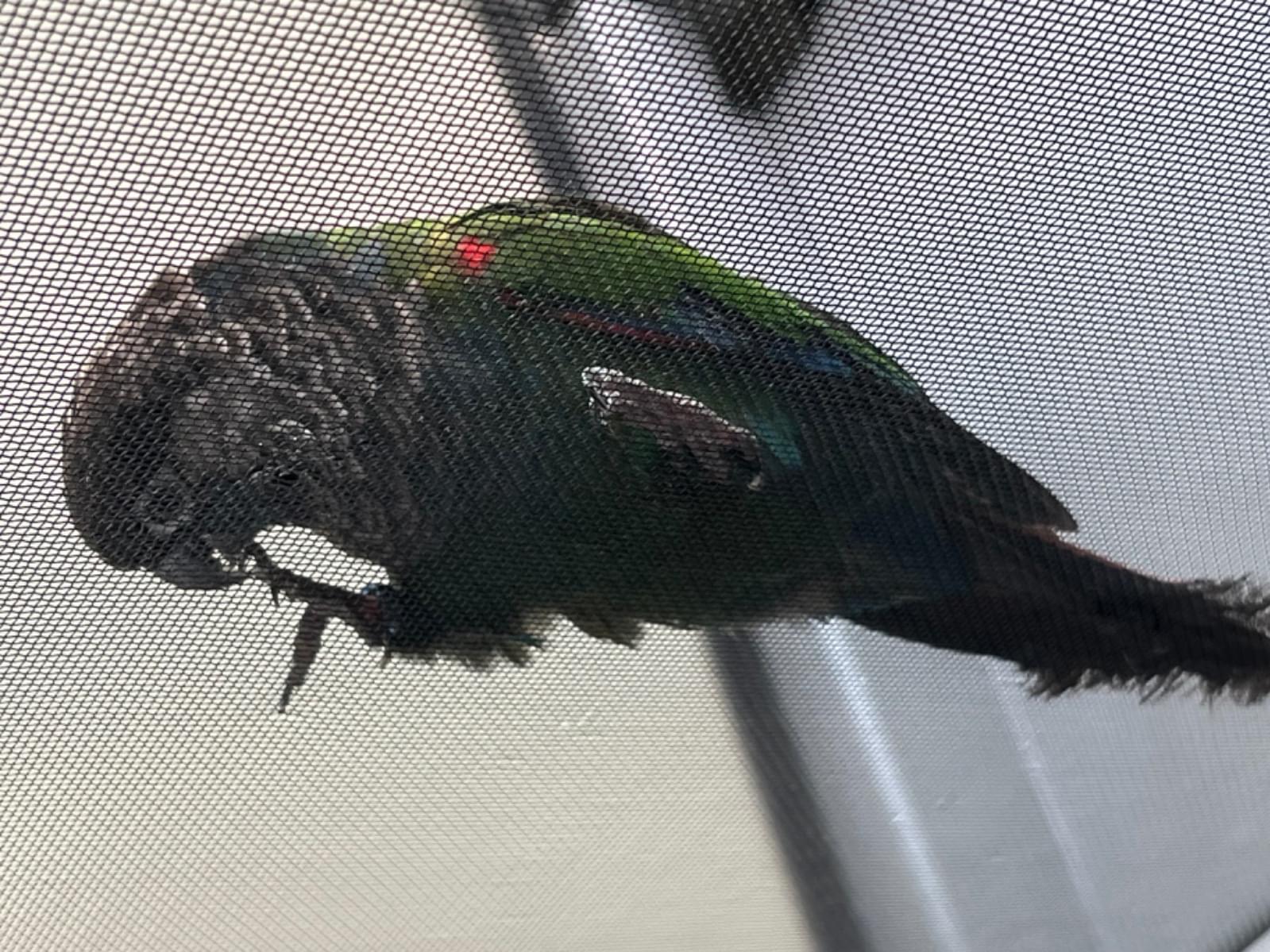 保護された鳥 保護された鳥