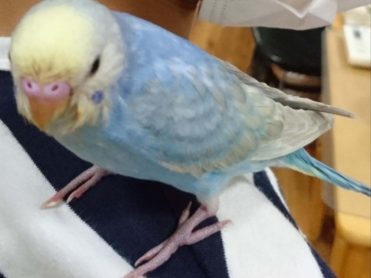 ぴーちゃん ぴーちゃん