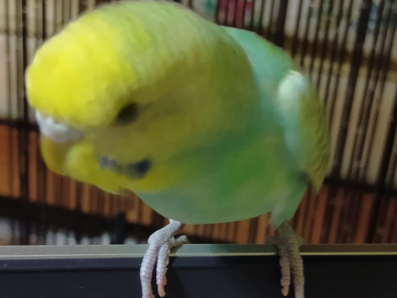 保護された鳥