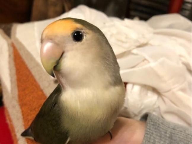 ピンちゃん ピンちゃん