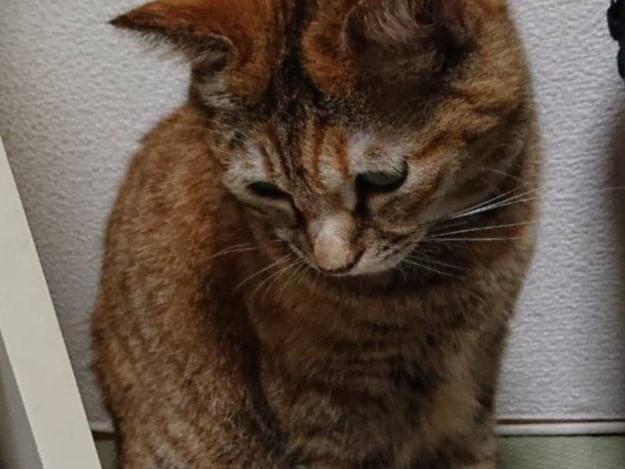 ひめちゃん ひめちゃん