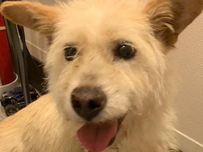 保護された犬 保護された犬