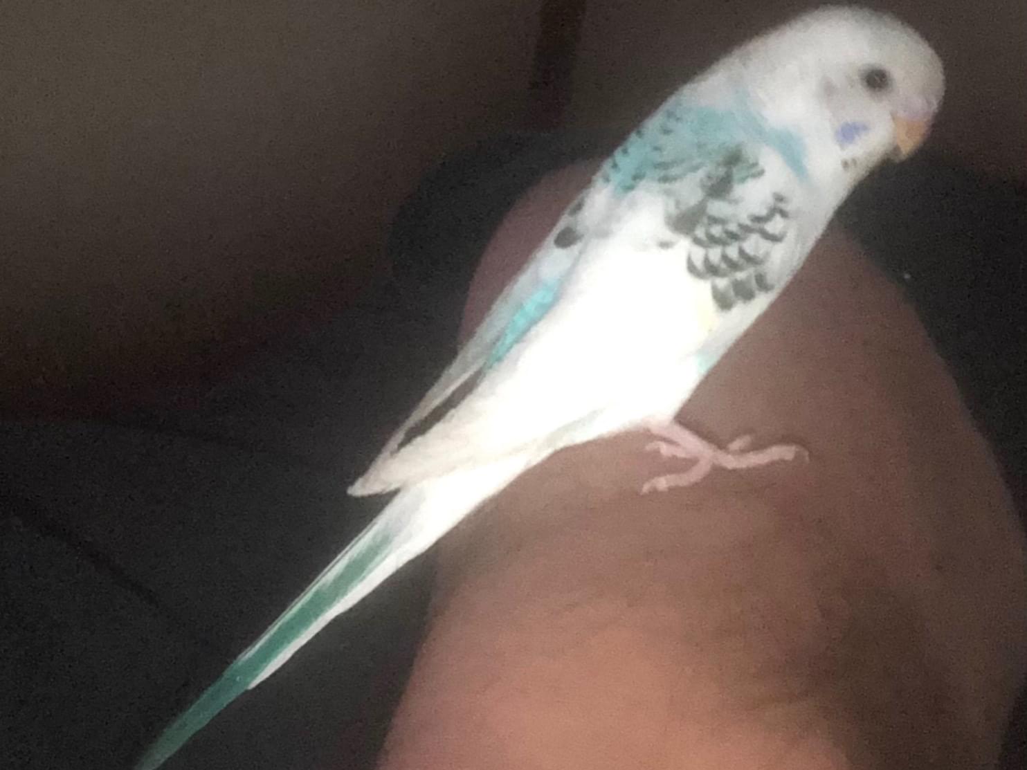 ぴーちゃん ぴーちゃん