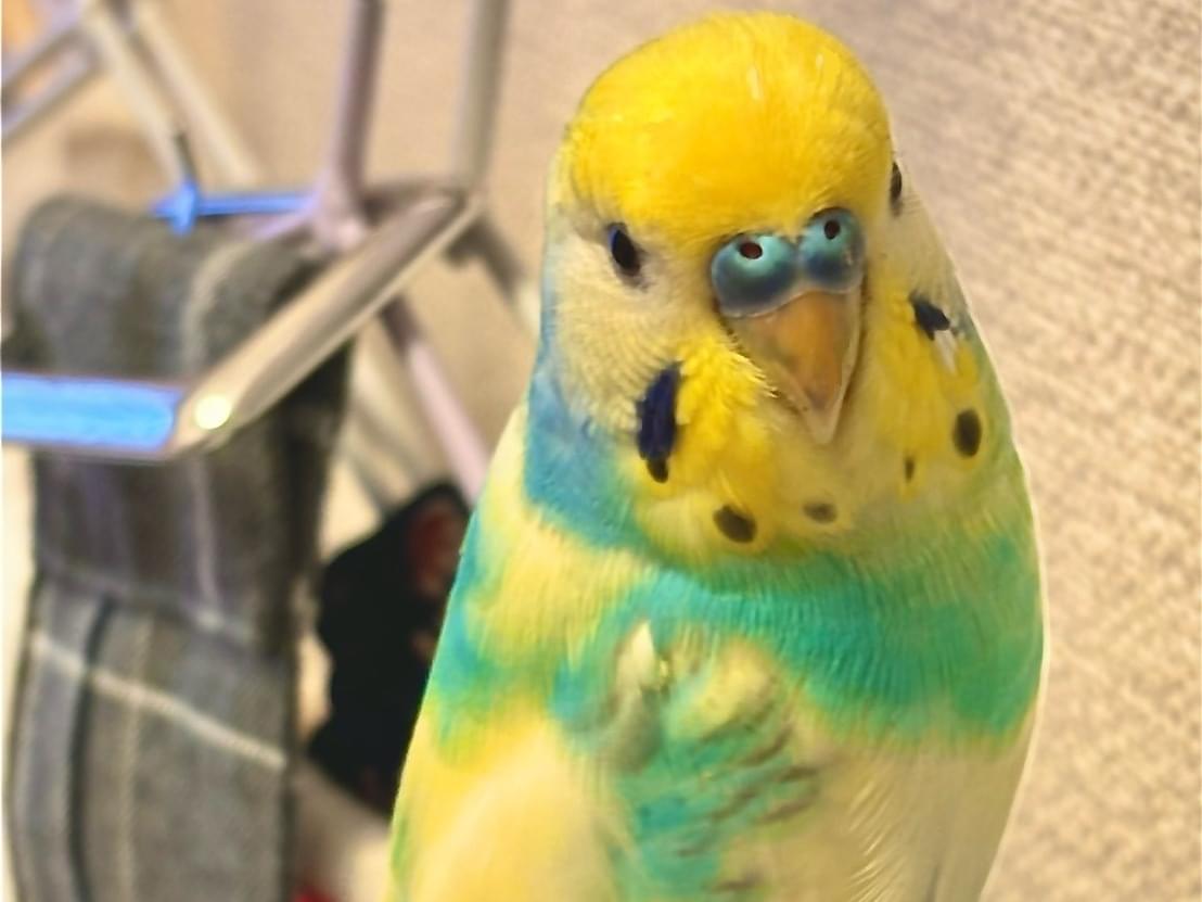 ぴのちゃん ぴのちゃん