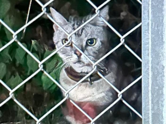 目撃された猫 目撃された猫