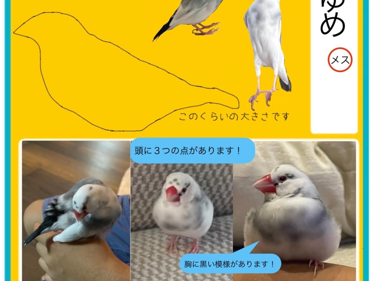ユメちゃん ユメちゃん