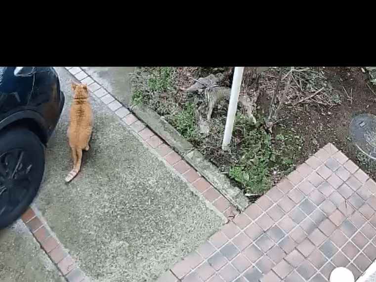 目撃された猫 目撃された猫