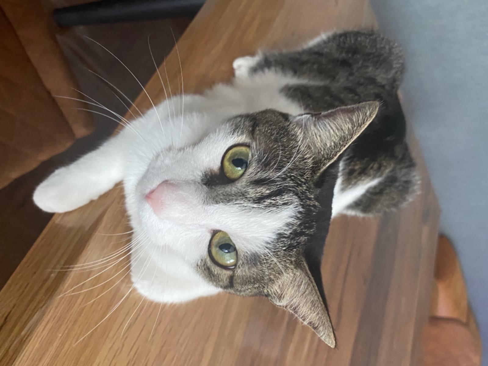 保護された猫 保護された猫