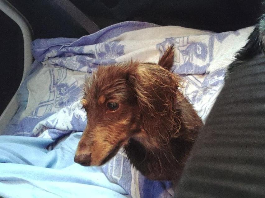 保護された犬 保護された犬