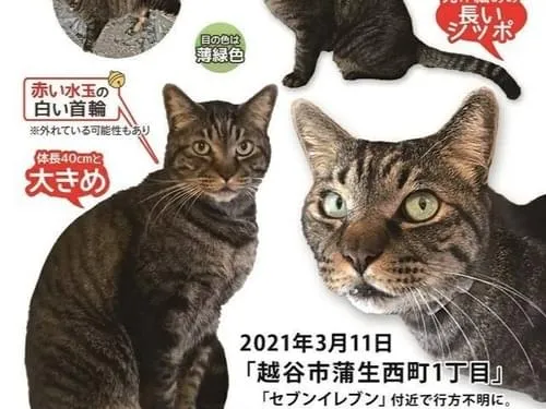 キジトラ猫を探しています