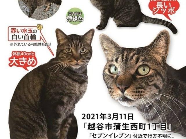 とらちゃん とらちゃん