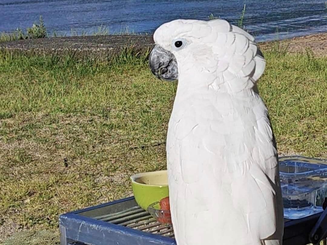 ハチちゃん ハチちゃん