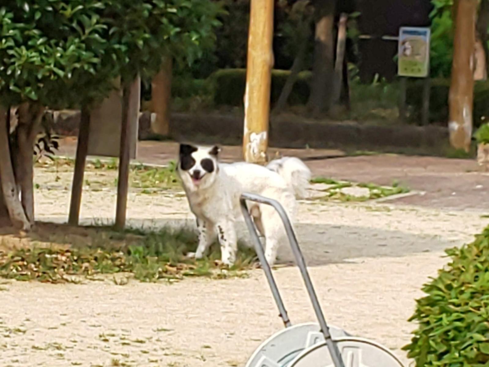 目撃された犬 目撃された犬
